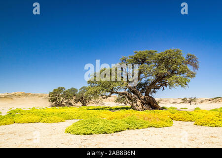 Oasis verte au milieu d'un désert de sable et de dunes vives, désert du Namib, Namibie, Afrique Banque D'Images