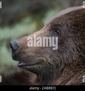 Ours brun européen / Europäischer Braunbaer ( Ursus arctos ), Close up, head shot détaillée, l'Europe. Banque D'Images