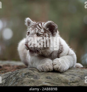 Tigre du Bengale Royal / Koenigstiger ( Panthera tigris ), les jeunes blancs leucistic cub, morph, allongé sur les rochers, se reposer, regarder autour, l'air mignon et funn Banque D'Images