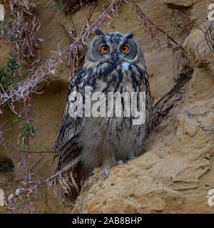 Grand / Owl Bubo bubo Europaeischer Uhu ( ), jeune oiseau, assis dans une falaise de sable, regardant directement, mignon, de la faune, de l'Europe. Banque D'Images