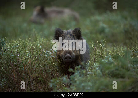 Sangliers / Porc / populations de porcs sauvages / Wildschwein ( Sus scrofa ) dans les sous-bois, de la faune, de l'Europe. Banque D'Images