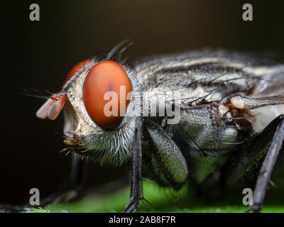 Photographie Macro de mouche isolé sur fond Banque D'Images