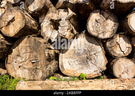 Libre de la déforestation couper les troncs d'arbre géant de la forêt amazonienne. Tonnes de l'abattage illégal du bois sur chemin de terre. Notion d'environnement, global w Banque D'Images