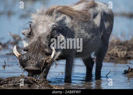 Phacochère dans l'eau à la recherche des racines dans Moremi Bodumatau (NP), Botswana Banque D'Images