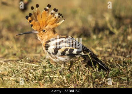 Upupa epops huppe fasciée, Bird Banque D'Images