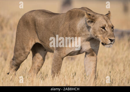 Lioness (Panthera leo) en plein soleil dans la région de Savuti marsh, Chobe NP, Botswana Banque D'Images