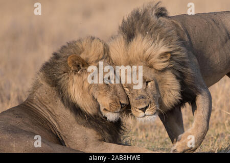 Deux affectueux lion (Panthera leo) frères en NP Moremi (Khwai), Botswana Banque D'Images