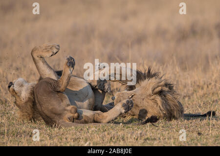 Deux affectueux lion (Panthera leo) frères en NP Moremi (Khwai), Botswana Banque D'Images
