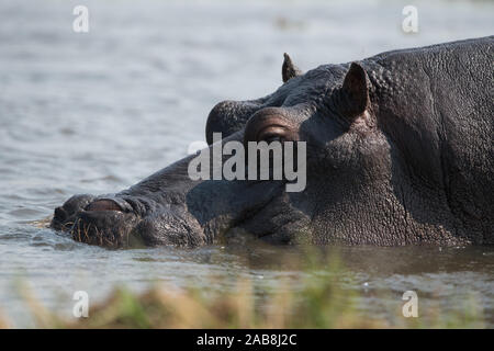 Portrait d'un hippopotame à Khwai River, Moremi, Botswana NP Banque D'Images