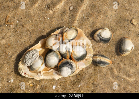 Les coques sous l'eau courante sur des fonds marins - espèces de palourdes de mer comestibles Banque D'Images