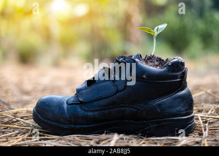 La germination des graines de citrouille dans boot chaussures à l'arrière-plan flou Banque D'Images