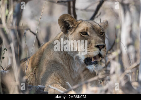 Lioness (Panthera leo) sur la chasse en zone NP Moremi (Khwai), Botswana Banque D'Images