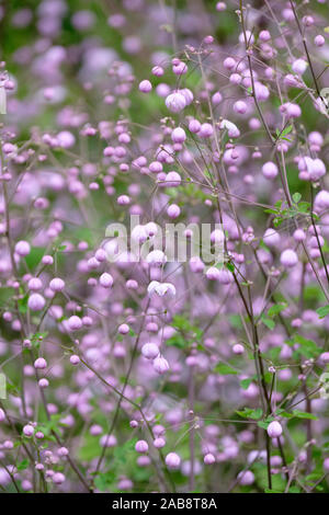 Close up de petites fleurs lilas de Thalictrum delavayi, également connu sous le nom de rue meadow chinois et Thalictrum dipterocarpum. Banque D'Images