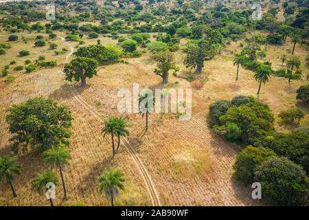 Vue aérienne de baobab. Le Sénégal. L'Afrique de l'Ouest. Photo faite par drone depuis au-dessus. Banque D'Images