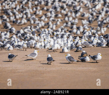 Flock of Seagulls, Islande Banque D'Images