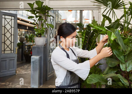 Fleuriste jardinier ou dans le soin des plantes vertes dans le centre de jardin Banque D'Images