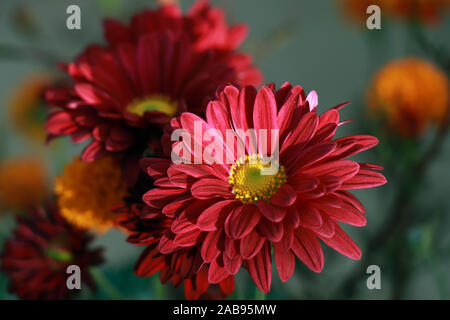 Vue rapprochée de la fleur de chrysanthème rouge. Fleur de chrysanthème rouge. Gros plan de fleurs de chrysanthème rouge sur les feuilles vertes. Banque D'Images