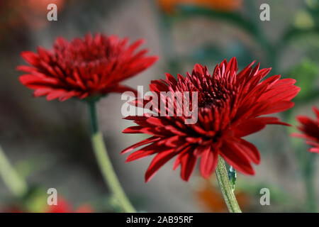 Vue rapprochée de la fleur de chrysanthème rouge. Fleur de chrysanthème rouge. Gros plan de fleurs de chrysanthème rouge sur les feuilles vertes. Banque D'Images