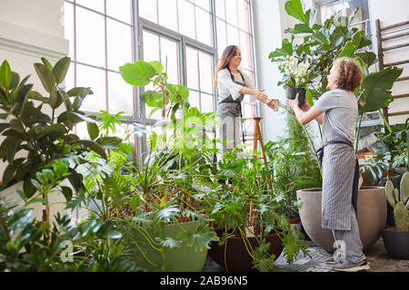 L'équipe de fleuriste travaille ensemble dans le centre de jardinage entre plantes vertes Banque D'Images