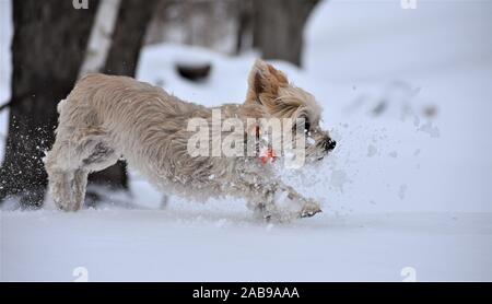 Morkie tournant dans la neige Banque D'Images