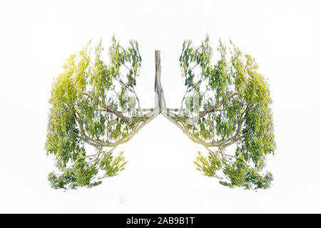 L'arbre vert en forme de poumon-images, des concepts médicaux, l'autopsie, affichage 3D et les animaux comme un élément Banque D'Images