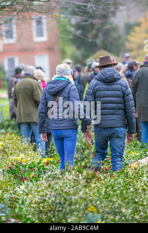 Tenbury Wells, Royaume-Uni. 26 novembre 2019. Malgré le temps humide et rêveur, rien n'atténue l'esprit de ces acheteurs britanniques comme ils se dirigent à la ville de Worcestershire Tenbury Wells pour la vente annuelle de Mistletoe et Holly Auction. Les agriculteurs et les producteurs britanniques proposent une sélection aussi impressionnante de lots fraîchement coupés et chargés de baies pour cet événement, les acheteurs affluent pour obtenir le meilleur feuillage festif pour le compte à rebours de leur entreprise jusqu'à Noël. Un couple vu de derrière, en manteaux d'hiver, se tiennent dehors, entouré par des rangées de houx et de GUI, attendant d'enchérir. Crédit : Lee Hudson/Alay Live News Banque D'Images