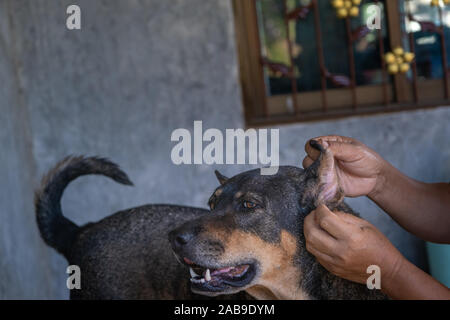 Un chien thaïlandais est pat sa tête par l'humain dans la matinée. Banque D'Images