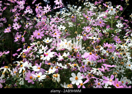 Belle fleur Cosmos dans le jardin. Images de fleurs blanches et violettes. COSMOS bipinnatus, communément appelé cosmos de jardin ou aster mexicain. Banque D'Images