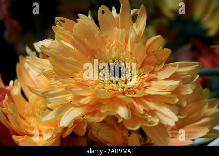 Marguerite de Barberton (Gerbera jamesonii). Gerbera jamesonii est une espèce de plantes à fleurs du genre Gerbera. Banque D'Images
