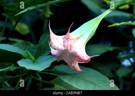 Brugmansia versicolor est une espèce de plante de la famille des Solanaceae, communément appelée « trompettes d’ange ». Brugmansia Suaveolens. Banque D'Images