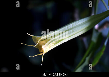 Brugmansia versicolor est une espèce de plante de la famille des Solanaceae, communément appelée « trompettes d’ange ». Brugmansia Suaveolens. Banque D'Images