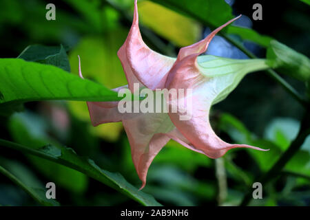 Brugmansia versicolor est une espèce de plante de la famille des Solanaceae, communément appelée « trompettes d’ange ». Brugmansia Suaveolens. Banque D'Images