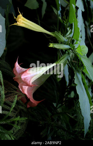 Brugmansia versicolor est une espèce de plante de la famille des Solanaceae, communément appelée « trompettes d’ange ». Brugmansia Suaveolens. Banque D'Images