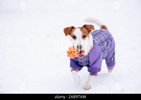 Funny dog habillé en combinaison imperméable à la caméra en Banque D'Images