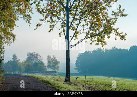 Arbre dans une prairie sur un matin brumeux Banque D'Images