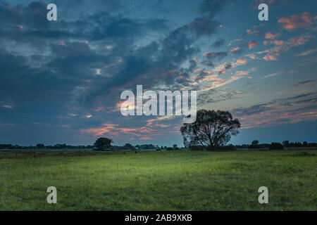 Arbre sur un pré vert, d'horizon et les nuages colorés sur le ciel après le coucher du soleil Banque D'Images