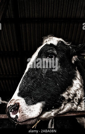 Gros plan de la tête d'un frison Holstein Vache noir et blanc dans l'attente de la traite Banque D'Images