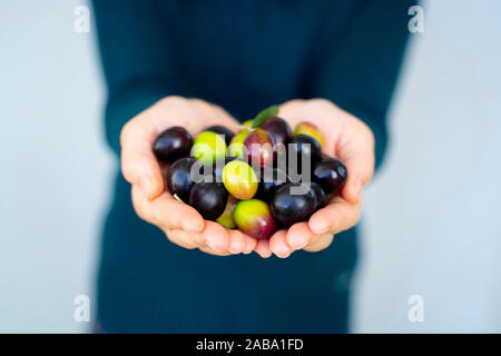 Close up of a woman's hands holding une poignée d'olives Banque D'Images