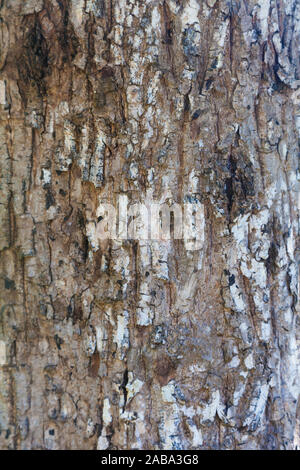 Image abstraite de l'écorce d'un arbre Chicle sur la péninsule du Yucatan du Mexique Banque D'Images