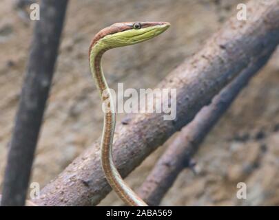 La serpent de vigne (oxybelis brevirostris), l'Équateur.