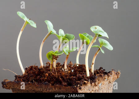 Les pousses de radis, Raphanus sativus, plants une semaine après avoir semé les graines dans le sol Banque D'Images