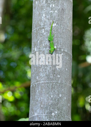 Mauritiusele Reis, Maurice day gecko sur gary tronc de l'arbre Banque D'Images