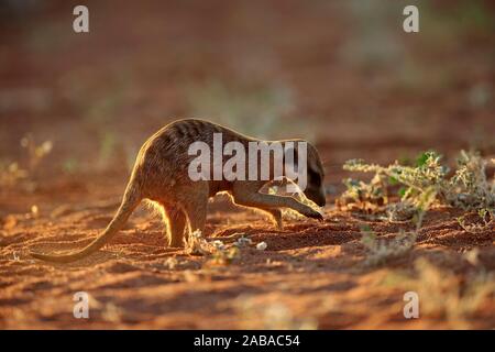 Meerkat (Suricata suricatta), adulte, à creuser pour l'alimentation, l'alimentation, le Kuruman, Kalahari, North Cape, Afrique du Sud Banque D'Images