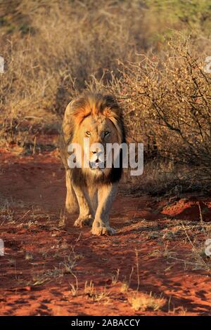 Kalahari lion (Panthera leo) vernayi, adulte, homme, marche, frontale, Kuruman, Kalahari, North Cape, Afrique du Sud Banque D'Images