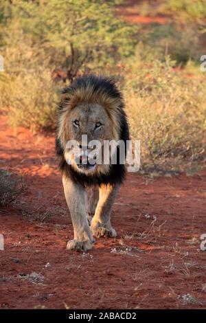 Kalahari lion (Panthera leo) vernayi, adulte, homme, marche, frontale, Kuruman, Kalahari, North Cape, Afrique du Sud Banque D'Images