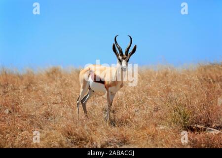 Le Springbok (Antidorcas marsupialis), adulte, homme, Mountain Zebra National Park, Eastern Cape, Afrique du Sud Banque D'Images