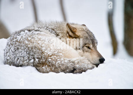 Loup gris couché dans la neige avec de la neige fraîche sur la fourrure. Banque D'Images