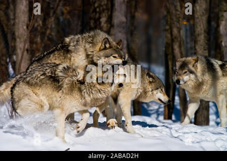 Bois de l'Est Les loups montrant l'agression. Banque D'Images