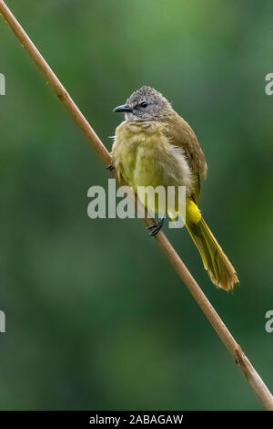 Bulbul Flavescent percher sur l'herbe du bambou fleur et souffler vers le haut son plumage Banque D'Images
