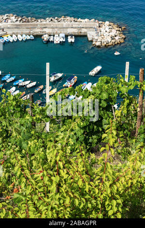 Les champs en terrasses avec des vignes vertes en été avec vue sur la mer. Vernazza village, Cinque Terre, site du patrimoine de l'UNESCO, La Spezia, ligurie, italie Banque D'Images